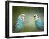 Budgie 4-Jai Johnson-Framed Giclee Print