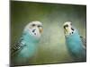 Budgie 4-Jai Johnson-Mounted Giclee Print