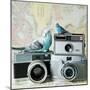 Budgie Photo Bomb-Susannah Tucker-Mounted Art Print