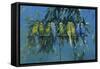 Budgies-Michael Jackson-Framed Stretched Canvas