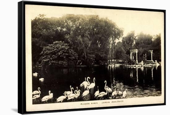 Buenos Aires Argentinien, Jardin Zoológico, Flamingos Im Zoo-null-Framed Stretched Canvas