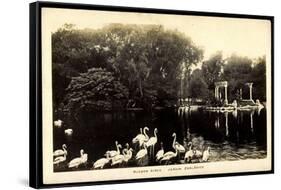 Buenos Aires Argentinien, Jardin Zoológico, Flamingos Im Zoo-null-Framed Stretched Canvas