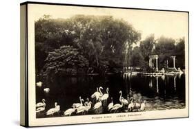 Buenos Aires Argentinien, Jardin Zoológico, Flamingos Im Zoo-null-Stretched Canvas