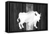 Bufalo Blanco Lodge-Tina Lavoie-Framed Stretched Canvas