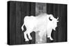 Bufalo Blanco Lodge-Tina Lavoie-Stretched Canvas