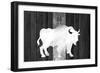 Bufalo Blanco Lodge-Tina Lavoie-Framed Giclee Print
