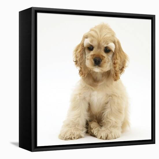 Buff American Cocker Spaniel Pup, China, 10 Weeks, Sitting-Mark Taylor-Framed Stretched Canvas