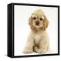 Buff American Cocker Spaniel Pup, China, 10 Weeks, Sitting-Mark Taylor-Framed Stretched Canvas