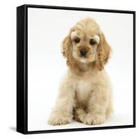 Buff American Cocker Spaniel Pup, China, 10 Weeks, Sitting-Mark Taylor-Framed Stretched Canvas