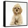 Buff American Cocker Spaniel Pup, China, 10 Weeks, Sitting-Mark Taylor-Framed Stretched Canvas