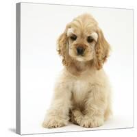 Buff American Cocker Spaniel Pup, China, 10 Weeks, Sitting-Mark Taylor-Stretched Canvas