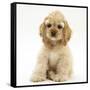 Buff American Cocker Spaniel Pup, China, 10 Weeks, Sitting-Mark Taylor-Framed Stretched Canvas