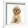 Buff American Cocker Spaniel Pup, China, 10 Weeks, Sitting-Mark Taylor-Framed Photographic Print