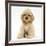 Buff American Cocker Spaniel Pup, China, 10 Weeks, Sitting-Mark Taylor-Framed Photographic Print