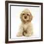 Buff American Cocker Spaniel Pup, China, 10 Weeks, Sitting-Mark Taylor-Framed Photographic Print