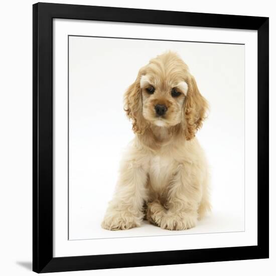 Buff American Cocker Spaniel Pup, China, 10 Weeks, Sitting-Mark Taylor-Framed Photographic Print