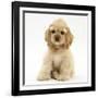 Buff American Cocker Spaniel Pup, China, 10 Weeks, Sitting-Mark Taylor-Framed Photographic Print