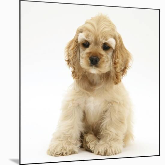 Buff American Cocker Spaniel Pup, China, 10 Weeks, Sitting-Mark Taylor-Mounted Photographic Print