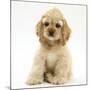 Buff American Cocker Spaniel Pup, China, 10 Weeks, Sitting-Mark Taylor-Mounted Photographic Print