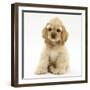 Buff American Cocker Spaniel Pup, China, 10 Weeks, Sitting-Mark Taylor-Framed Photographic Print