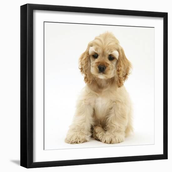 Buff American Cocker Spaniel Pup, China, 10 Weeks, Sitting-Mark Taylor-Framed Photographic Print