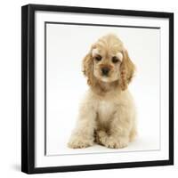 Buff American Cocker Spaniel Pup, China, 10 Weeks, Sitting-Mark Taylor-Framed Photographic Print