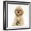 Buff American Cocker Spaniel Pup, China, 10 Weeks, Sitting-Mark Taylor-Framed Photographic Print