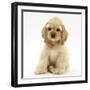 Buff American Cocker Spaniel Pup, China, 10 Weeks, Sitting-Mark Taylor-Framed Photographic Print