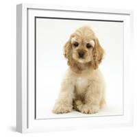 Buff American Cocker Spaniel Pup, China, 10 Weeks, Sitting-Mark Taylor-Framed Photographic Print