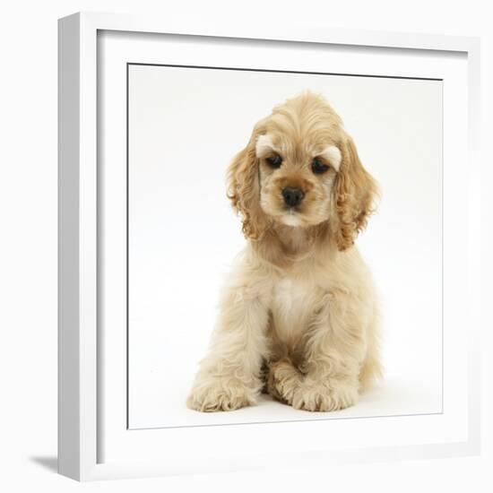 Buff American Cocker Spaniel Pup, China, 10 Weeks, Sitting-Mark Taylor-Framed Photographic Print