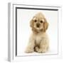 Buff American Cocker Spaniel Pup, China, 10 Weeks, Sitting-Mark Taylor-Framed Photographic Print