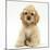 Buff American Cocker Spaniel Pup, China, 10 Weeks, Sitting-Mark Taylor-Mounted Photographic Print