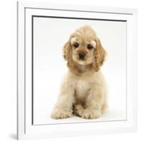 Buff American Cocker Spaniel Pup, China, 10 Weeks, Sitting-Mark Taylor-Framed Photographic Print