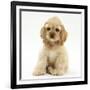 Buff American Cocker Spaniel Pup, China, 10 Weeks, Sitting-Mark Taylor-Framed Photographic Print