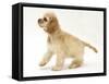 Buff American Cocker Spaniel Pup, China, 10 Weeks-Mark Taylor-Framed Stretched Canvas