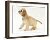 Buff American Cocker Spaniel Pup, China, 10 Weeks-Mark Taylor-Framed Photographic Print