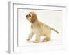 Buff American Cocker Spaniel Pup, China, 10 Weeks-Mark Taylor-Framed Photographic Print