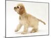 Buff American Cocker Spaniel Pup, China, 10 Weeks-Mark Taylor-Mounted Photographic Print