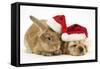 Buff American Cocker Spaniel Puppy and Sandy Lionhead-Cross Rabbit, with Father Christmas Hats-Mark Taylor-Framed Stretched Canvas