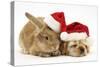 Buff American Cocker Spaniel Puppy and Sandy Lionhead-Cross Rabbit, with Father Christmas Hats-Mark Taylor-Stretched Canvas
