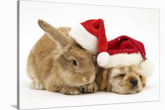 Buff American Cocker Spaniel Puppy and Sandy Lionhead-Cross Rabbit, with Father Christmas Hats-Mark Taylor-Stretched Canvas