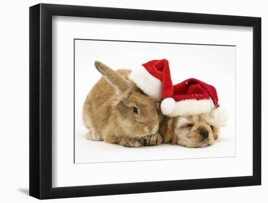 Buff American Cocker Spaniel Puppy and Sandy Lionhead-Cross Rabbit, with Father Christmas Hats-Mark Taylor-Framed Photographic Print