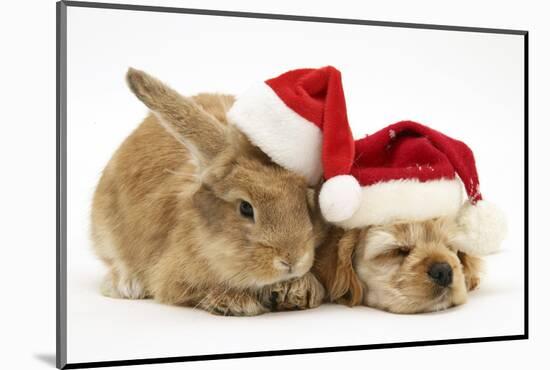 Buff American Cocker Spaniel Puppy and Sandy Lionhead-Cross Rabbit, with Father Christmas Hats-Mark Taylor-Mounted Photographic Print