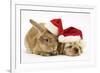 Buff American Cocker Spaniel Puppy and Sandy Lionhead-Cross Rabbit, with Father Christmas Hats-Mark Taylor-Framed Photographic Print