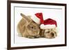 Buff American Cocker Spaniel Puppy and Sandy Lionhead-Cross Rabbit, with Father Christmas Hats-Mark Taylor-Framed Photographic Print