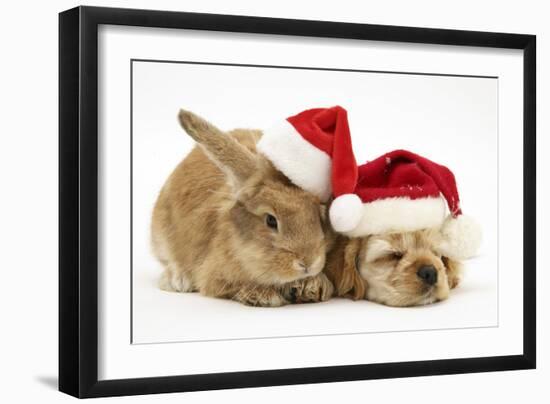 Buff American Cocker Spaniel Puppy and Sandy Lionhead-Cross Rabbit, with Father Christmas Hats-Mark Taylor-Framed Photographic Print