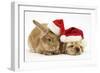 Buff American Cocker Spaniel Puppy and Sandy Lionhead-Cross Rabbit, with Father Christmas Hats-Mark Taylor-Framed Photographic Print