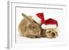 Buff American Cocker Spaniel Puppy and Sandy Lionhead-Cross Rabbit, with Father Christmas Hats-Mark Taylor-Framed Photographic Print