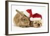 Buff American Cocker Spaniel Puppy and Sandy Lionhead-Cross Rabbit, with Father Christmas Hats-Mark Taylor-Framed Photographic Print