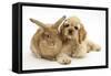 Buff American Cocker Spaniel Puppy, China, 10 Weeks, Lying Beside Sandy Lionhead-Cross Rabbit-Mark Taylor-Framed Stretched Canvas